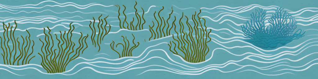 Seaweed Essential Oil: From Ocean to Aromatherapy and More