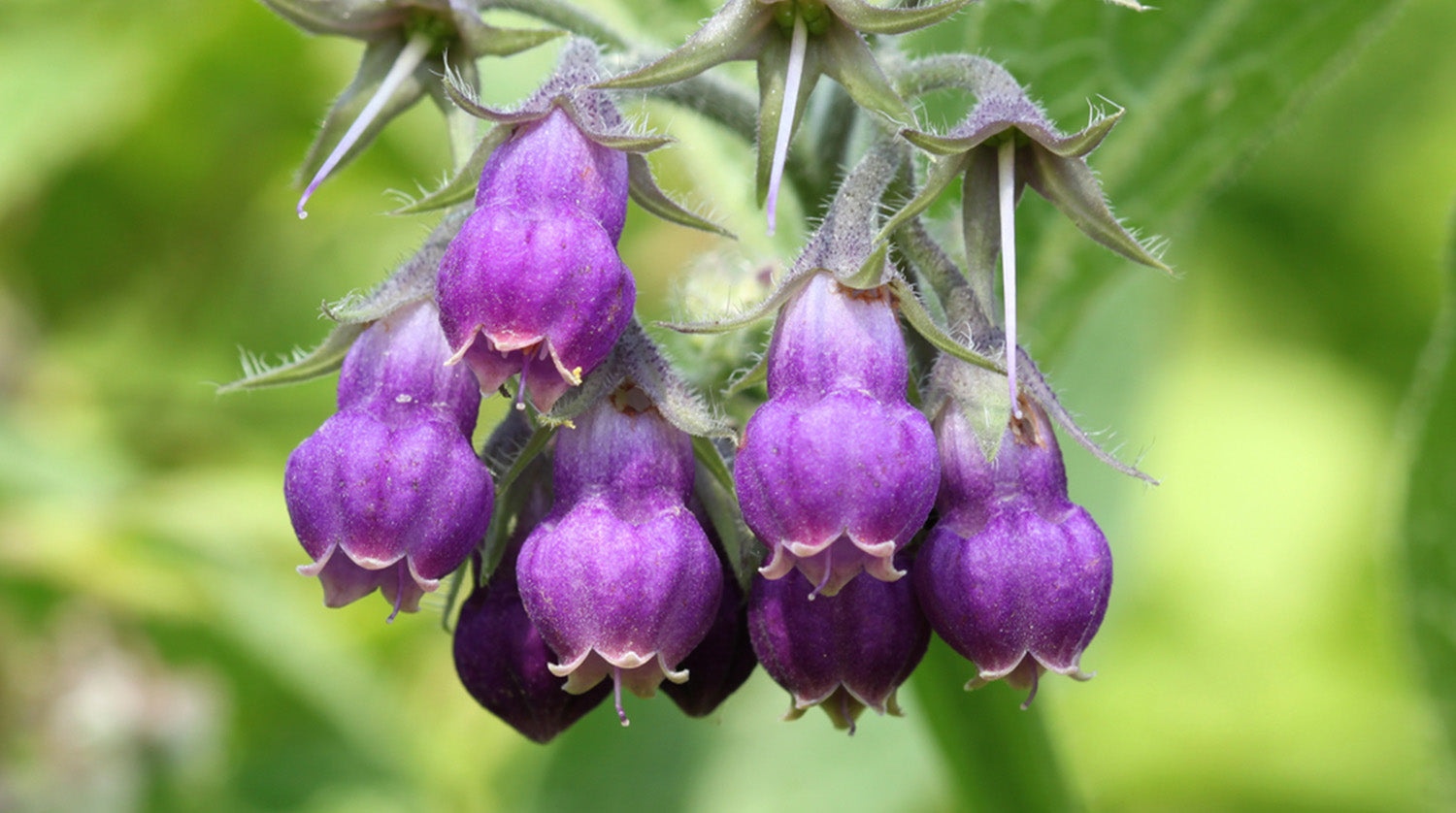 Allantoin: A Miracle Ingredient With Benefits for Your Skin and Scars