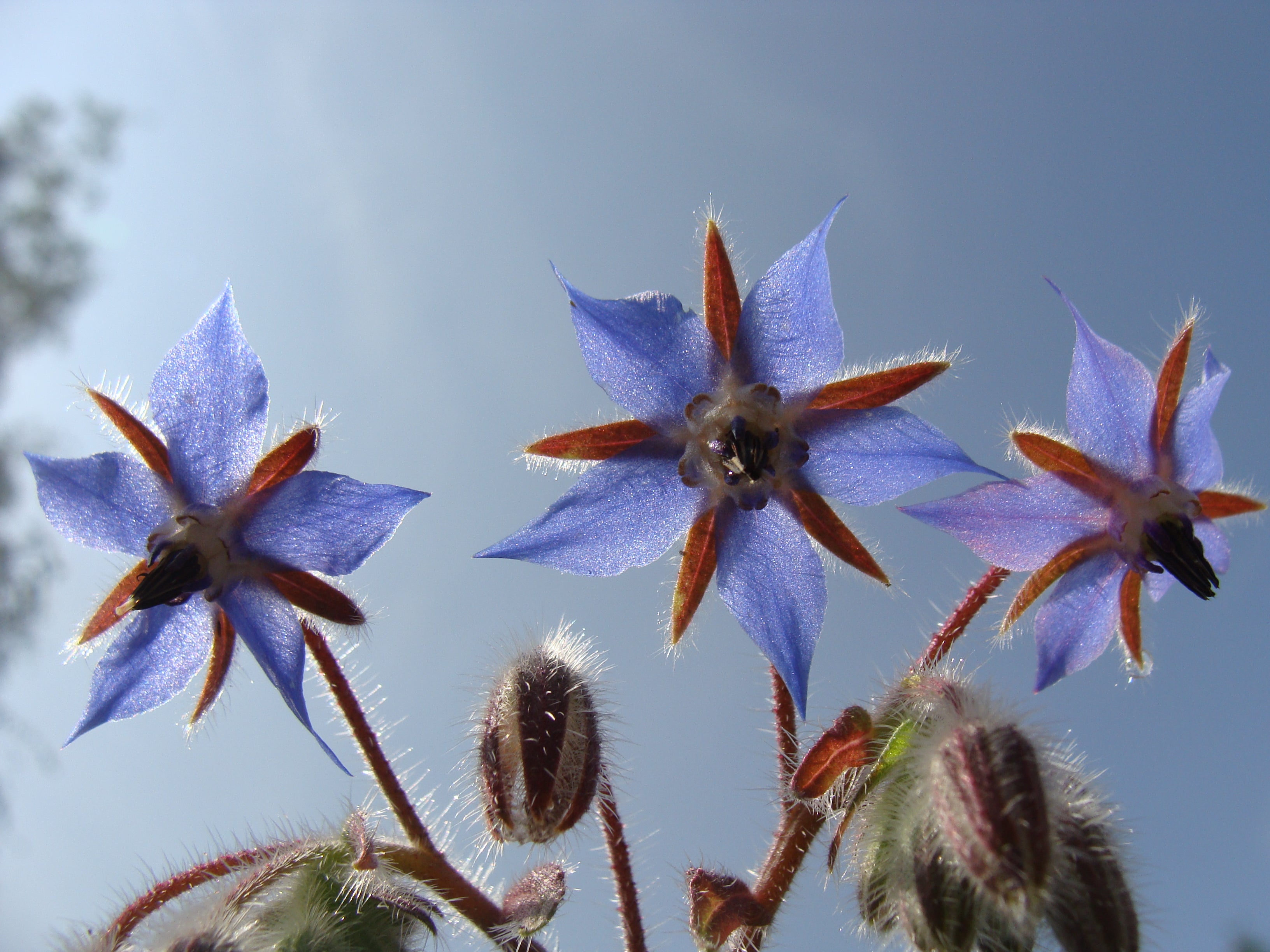 Borage Oil: Discovering the Healing Power and Natural Benefits