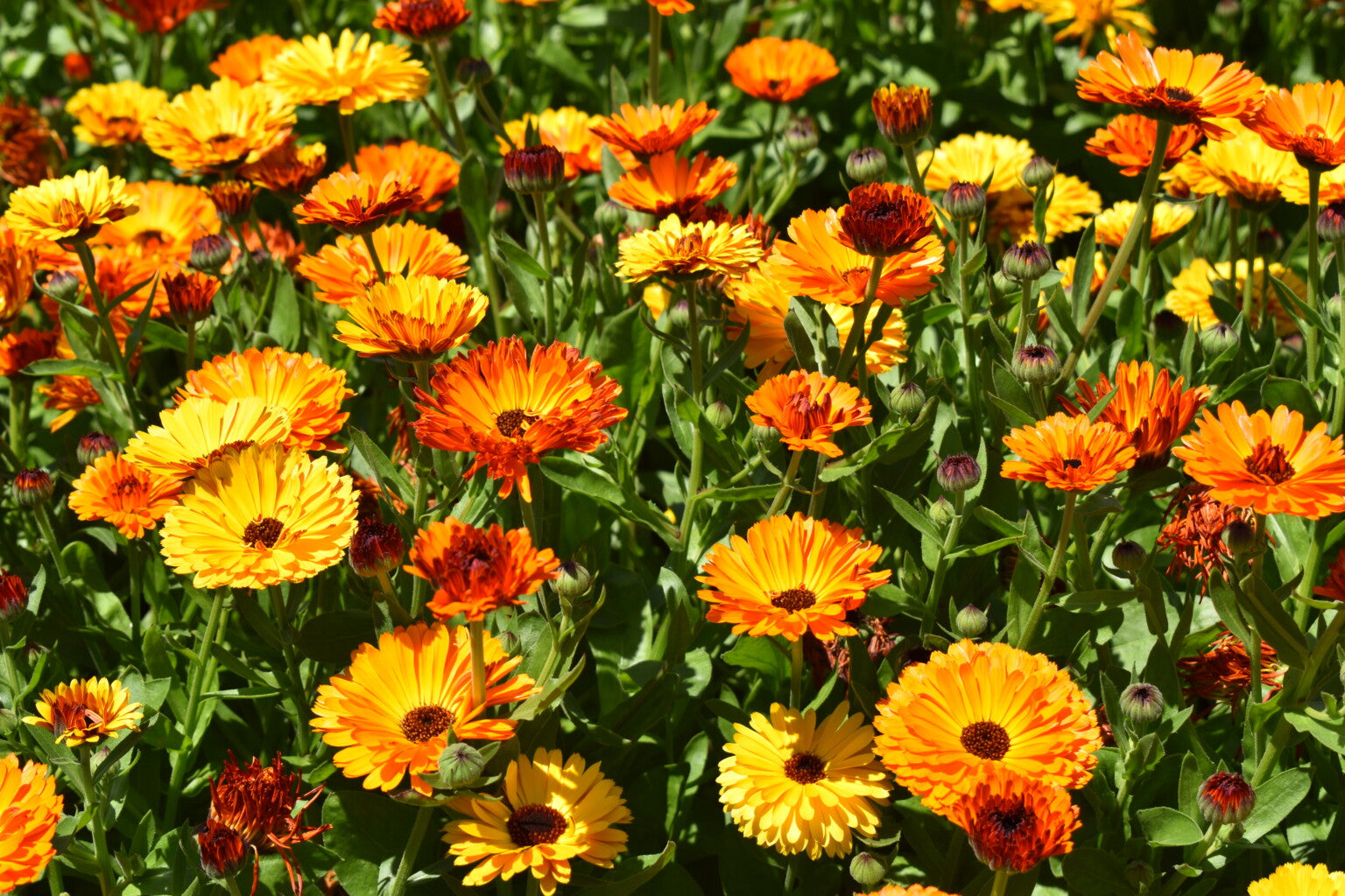 Calendula Flowers: Amazing Benefits and Remarkable Properties