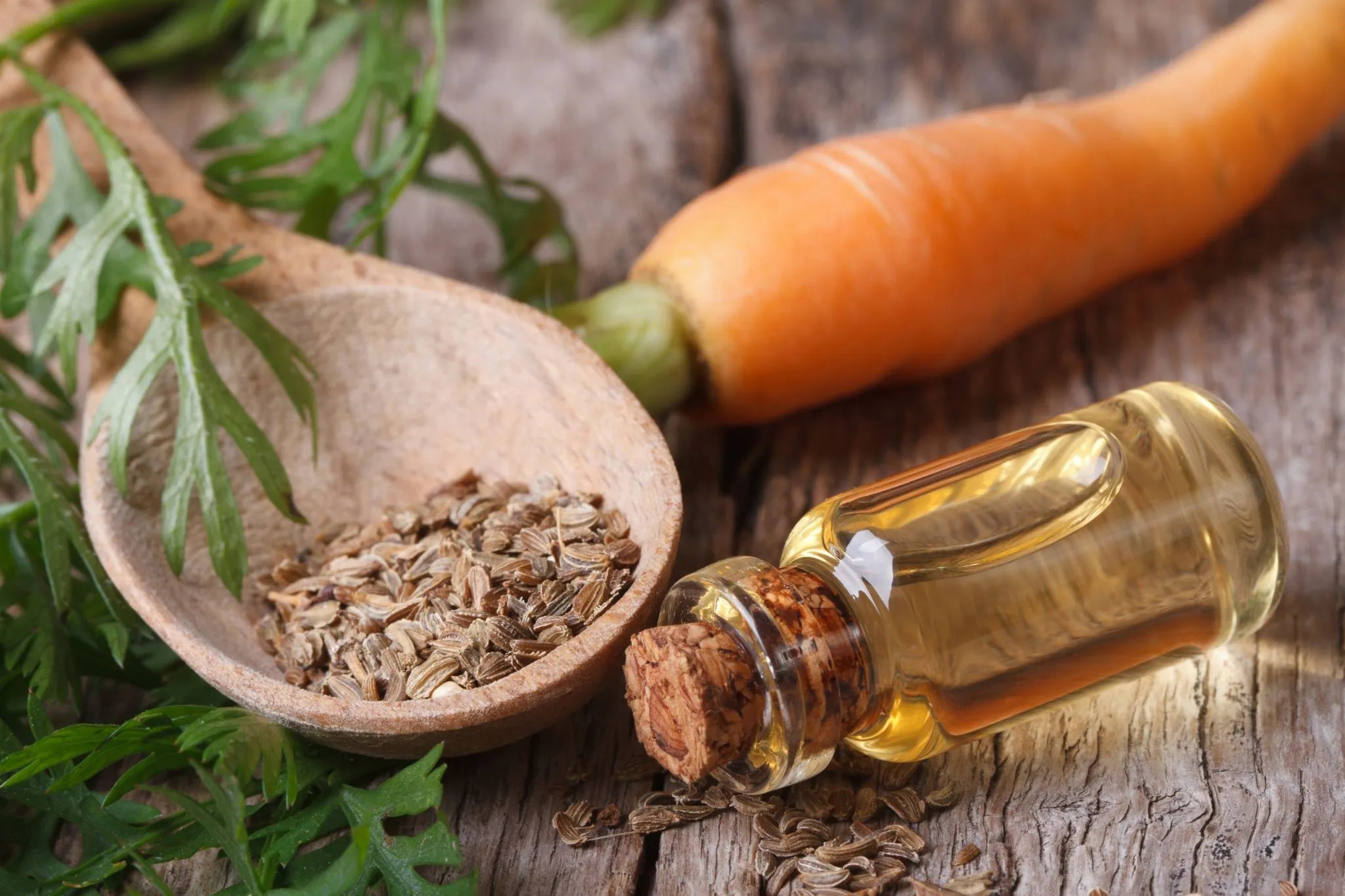 Carrot Seed Oil's Miraculous Skin Benefits Uncovered