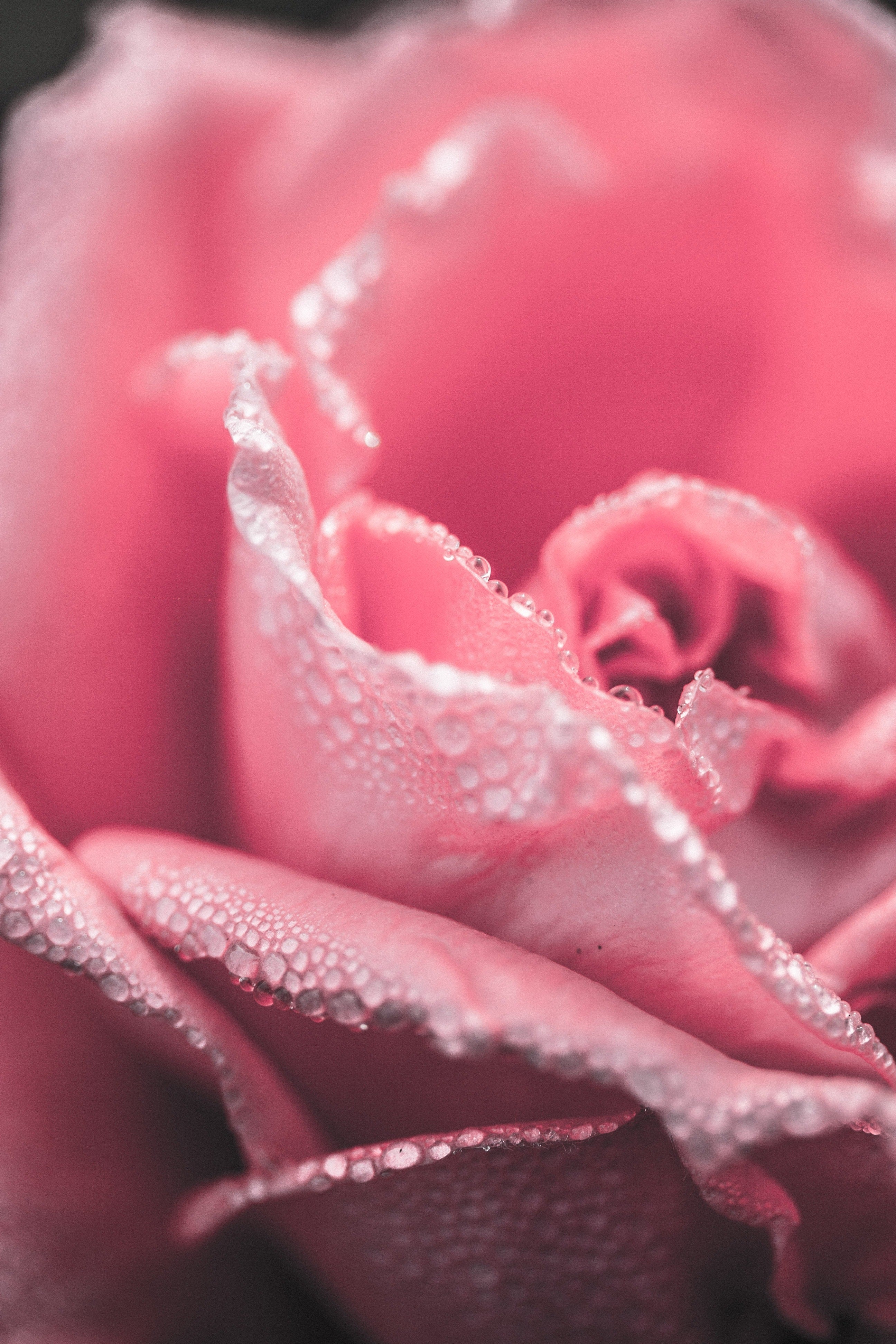 Rose Hydrosol: Nature's Gentle and Versatile Skin Care Elixir