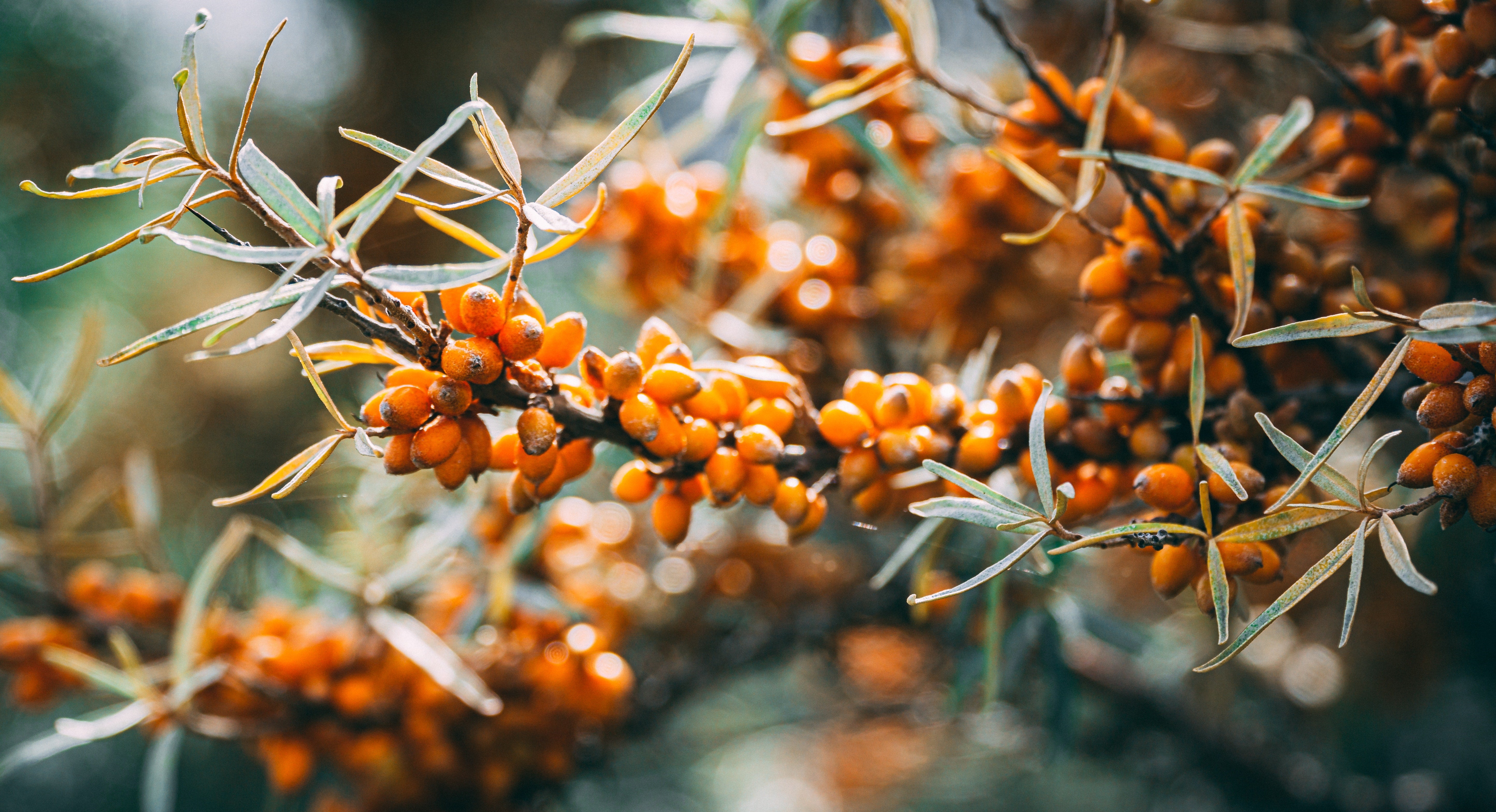 Sea Buckthorn Oil: Guide to Benefits, Uses, and Potential Side Effects