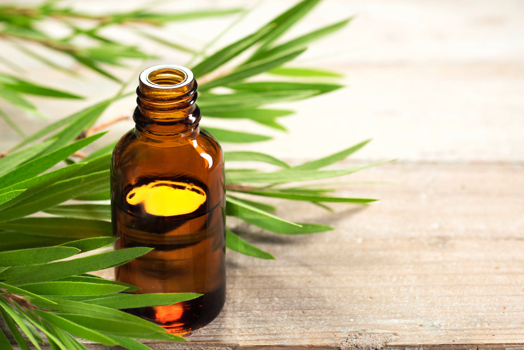 Tea Tree Essential Oil: Unlocking Its Potent Benefits and Applications