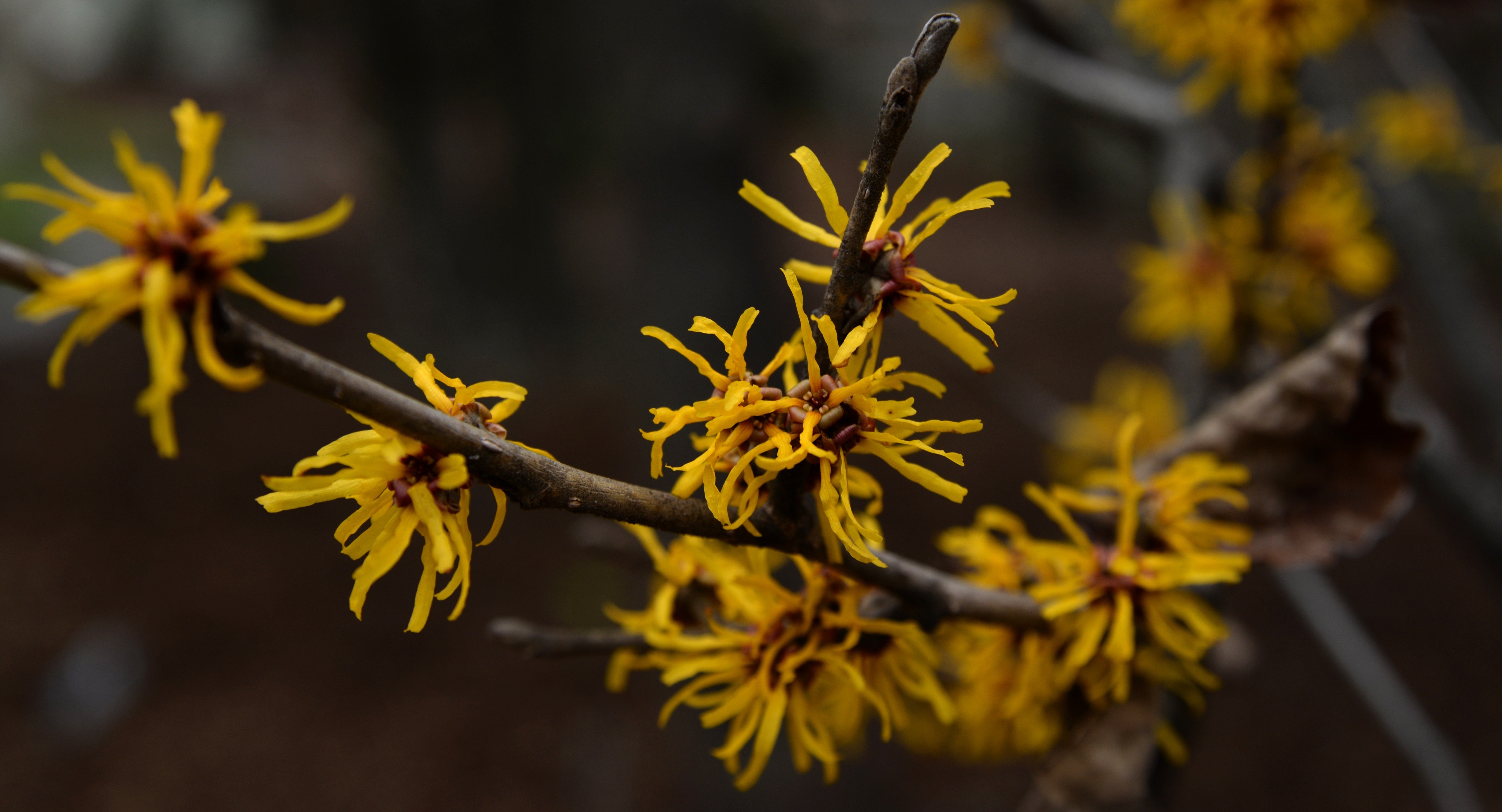 Wonderful World of Witch Hazel: The Benefits of this Magical Plant